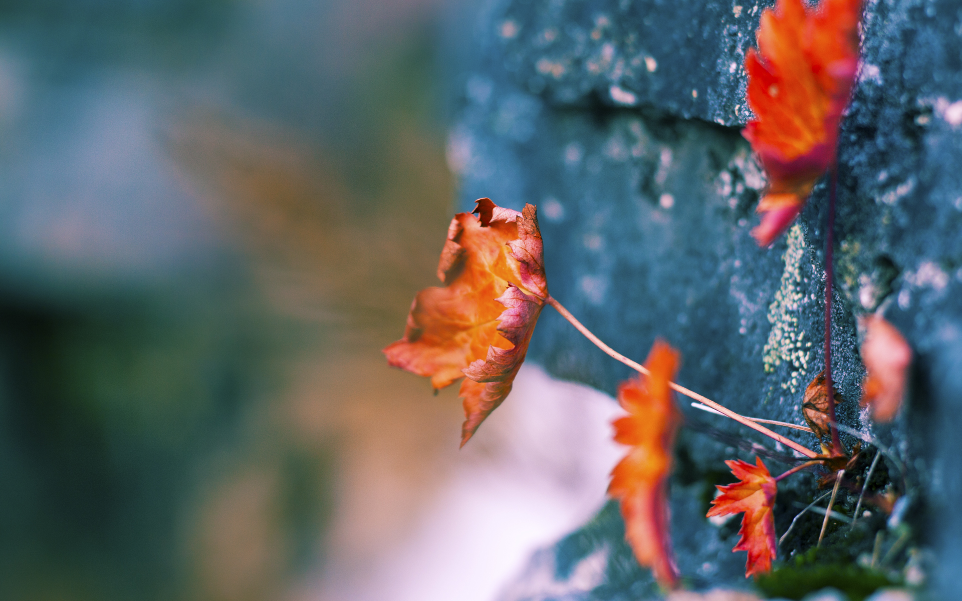 开云APP-足球沙漠与石油赛道，当法老的后裔在银色漩涡中加冕